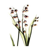 Lily of The Valley Poster by Albert Koetsier