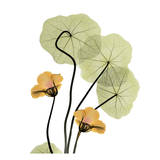 Nasturtium Bouquet Poster by Albert Koetsier