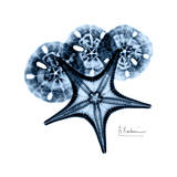 Starfish in Blue Posters tekijänä Albert Koetsier Starfish in Blue Posters tekijänä Albert Koetsier