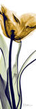 Tulip in Gold Posters by Albert Koetsier