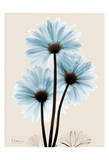 Blue Gerbera Triple Posters par Albert Koetsier