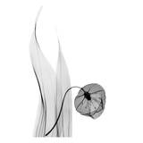 Sandersonia in Black and White Print by Albert Koetsier