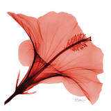 Close Up of Red Beauty II Prints by Albert Koetsier
