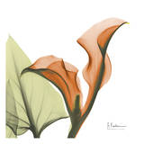 A Gift of Calla Lilies in Orange Art par Albert Koetsier