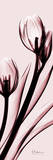 Tulip on Pink Posters by Albert Koetsier