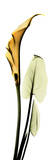 Calla Lily in Gold II Print by Albert Koetsier