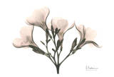 Oleander in Pink Láminas por Albert Koetsier