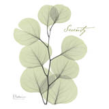 Eucalyptus Green, Serenity Posters by Albert Koetsier