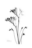 Fox Glove in Black and White Láminas por Albert Koetsier