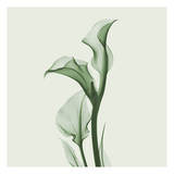 Calla Lilly in Green Poster by Albert Koetsier
