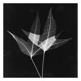 Double Leaves Black and White Poster par Albert Koetsier