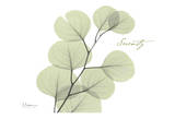 Eucalyptus in Green, Serenity Plakater af Albert Koetsier