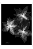 Bloom Explosion on Black Prints by Albert Koetsier