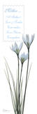 White Rain Lily, Mother Prints by Albert Koetsier