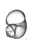 Moon Snail Twist Down Posters by Albert Koetsier