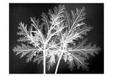 Leaves Close Up on Black Poster par Albert Koetsier