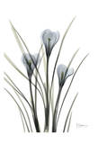 Crocus in Black and White Prints by Albert Koetsier