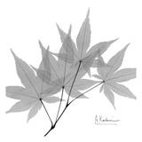 Japanese Maple in Black and White Posters par Albert Koetsier