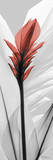 Curcuma Red With Black and White Láminas por Albert Koetsier Curcuma Red With Black and White Láminas por Albert Koetsier