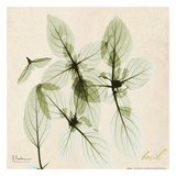 Basil on Beige Posters by Albert Koetsier