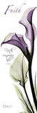 Calla Lily in Purple, Faith Poster by Albert Koetsier