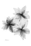 Bloom Explosion in Black and White Lámina por Albert Koetsier Bloom Explosion in Black and White Lámina por Albert Koetsier
