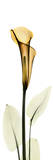 Calla Lily in Gold Kunstdrucke von Albert Koetsier