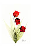 Sandersonia in Red Poster by Albert Koetsier