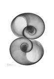 Moon Snail in Double Prints by Albert Koetsier