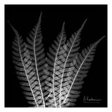 Tree Fern on Black Poster par Albert Koetsier