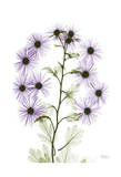 Purple Chrysanthemum Bunch Affiches par Albert Koetsier