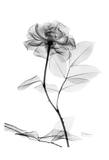 Rose in Full Bloom in Black and White Pósters por Albert Koetsier