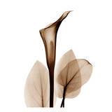 Calla Lilly in Sienna Plakat af Albert Koetsier