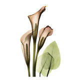 Calla Lilly Affiches par Albert Koetsier