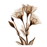 Gentian in Sienna Affiche par Albert Koetsier