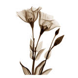 Gentian Twins in Sienna Prints by Albert Koetsier