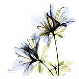 Blue Twin Azalea in Bloom Plakater af Albert Koetsier Blue Twin Azalea in Bloom Plakater af Albert Koetsier