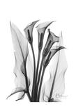 Calla Lily Quad in Black and White Print by Albert Koetsier