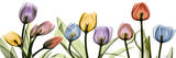 Colorful Tulip Scape Posters by Albert Koetsier