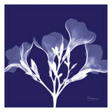 Crocus's White on Purple Pósters por Albert Koetsier