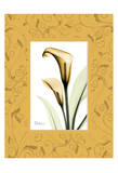 Calla With Gold Damask Frame Prints by Albert Koetsier