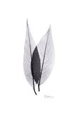 Caplulin Cherry Leaves in Black and White Posters by Albert Koetsier