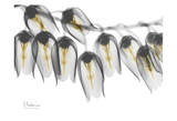 Lily of The Valley Bush Close Up Prints by Albert Koetsier