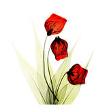 Sandersonia in Red Prints by Albert Koetsier
