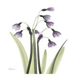 A Gift of Snow Drop in Color Posters par Albert Koetsier