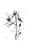 Delicate Buds in Black and White Art by Albert Koetsier