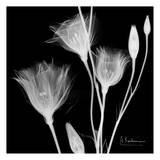 Gentian Bouquet on Black Prints by Albert Koetsier