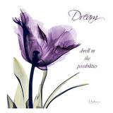 Tulip Dream Prints by Albert Koetsier