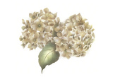 Hydrangea Bunches Prints by Carol Kemery