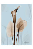 Calla Lily Brown on Blue II Prints by Albert Koetsier